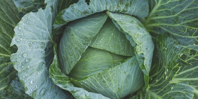 cabbage