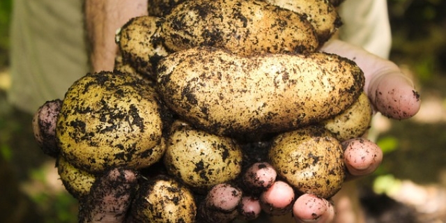 potatoes