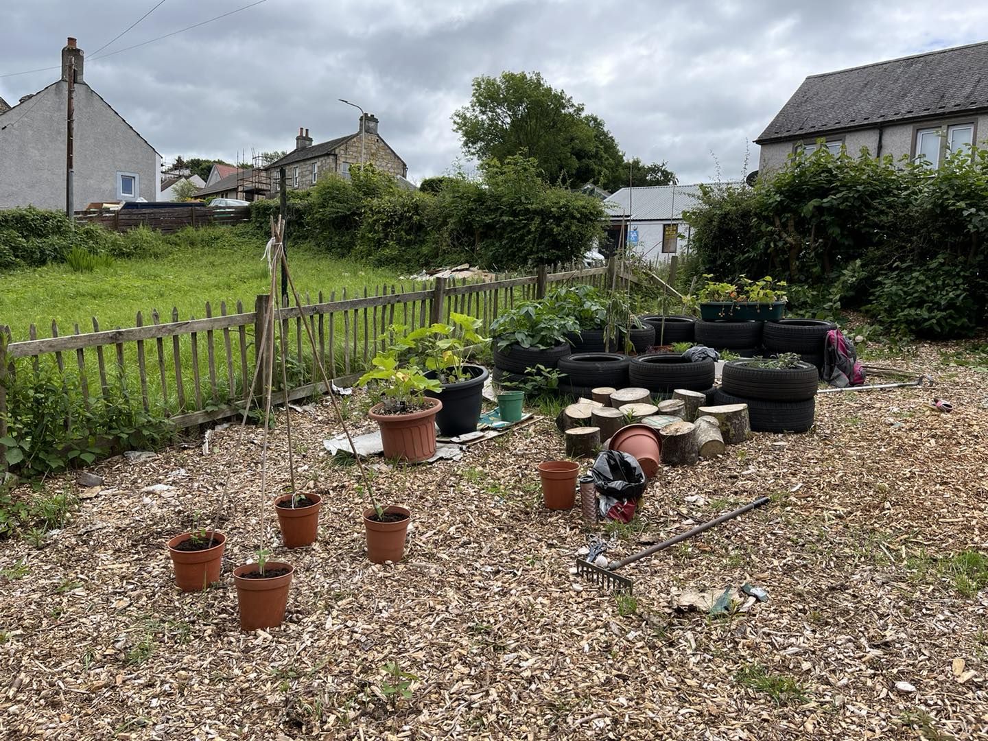 Some early efforts to grow vegetables in pots and tyres